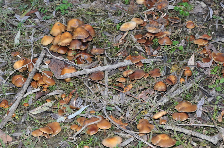 Galerina? (cfr. Hypholoma ericaeum)